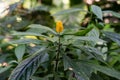 Blooming plant with yellow bud, pachystachys lutea acanthaceae