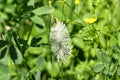 Plantago flower