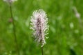 Plantago flower