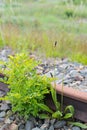 Blooming plantains and rusted rails