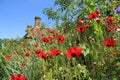 Blooming plants, Ladybird in Great Dixter House & Gardens. Royalty Free Stock Photo