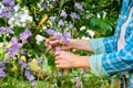 Blooming plants purple bells campanula in garden, woman's hands touching flowers Royalty Free Stock Photo