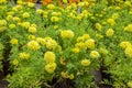 blooming plants of yellow marigold,tagetes flowers in a garden