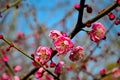 Blooming plum Royalty Free Stock Photo