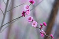 Blooming plum bossom on bare branches Royalty Free Stock Photo