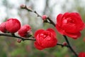 Plum bossom flower in blooming Royalty Free Stock Photo