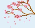 Blooming plum or cherry flowers. Petals of sakura flying down isolated on blue background. Spring Tree branches with realistic Royalty Free Stock Photo