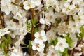 Blooming plum flowers background