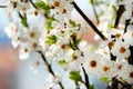 Blooming plum flowers background Royalty Free Stock Photo