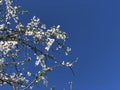 Blooming plum flowers isolated on blue background Royalty Free Stock Photo