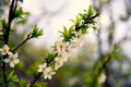 Blooming plum in israel field