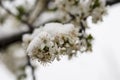 Blooming plum tree, plum tree branch, covered with white flowers and background foliage. Royalty Free Stock Photo