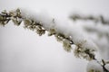Blooming plum tree, plum tree branch, covered with white flowers and background foliage. Royalty Free Stock Photo