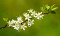 Blooming plum tree branch