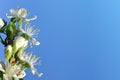 Blooming plum tree close up. Branch with white flowers on blue sky. Royalty Free Stock Photo