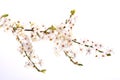 Blooming plum tree closeup. Spring white flowers Royalty Free Stock Photo