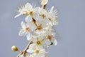 Blooming plum tree closeup. Spring white flowers. Royalty Free Stock Photo