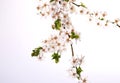 Plum-tree branch covered with white flowers and new foliage on white background Royalty Free Stock Photo