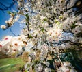 Blooming plum tree in the garden.