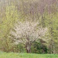 Blooming plum tree