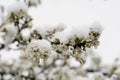 Blooming plum tree, plum tree branch, covered with white flowers and background foliage. Royalty Free Stock Photo