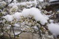 Blooming plum tree, plum tree branch, covered with white flowers and background foliage. Royalty Free Stock Photo