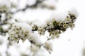 Blooming plum tree, plum tree branch, covered with white flowers and background foliage. Royalty Free Stock Photo