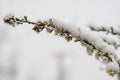 Blooming plum tree, plum tree branch, covered with white flowers and background foliage. Royalty Free Stock Photo