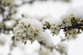 Blooming plum tree, plum tree branch, covered with white flowers and background foliage. Royalty Free Stock Photo