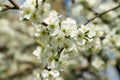 Blooming plum tree in spring, close-up Royalty Free Stock Photo