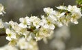 Blooming plum Royalty Free Stock Photo