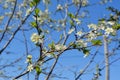 Blooming plum tree in spring garden. Branches with white flowers against clear blue sky Royalty Free Stock Photo