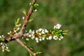 Blooming plum tree twig with tiny white flowers Royalty Free Stock Photo