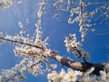 Blooming plum tree with twigs full of gentle white flowers swaying in the spring wind with a view to the sunny blue sky background Royalty Free Stock Photo