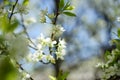 Blooming plum tree with white flowers in spring garden on blue sky background Royalty Free Stock Photo