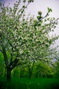 Blooming Plum Trees Royalty Free Stock Photo