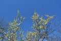 Blooming plum trees. Branches with many white flowers against clear blue sky. Spring in the garden Royalty Free Stock Photo