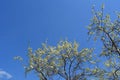 Blooming plum trees in spring garden. Branches with many white flowers against clear blue sky Royalty Free Stock Photo