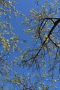 Blooming plum trees. View from below on branches with white flowers against clear blue sky Royalty Free Stock Photo