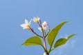 Blooming plumeria