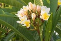 Blooming plumeria branch. White and yellow plumeria flowers, buds and green leaves. Floral garden summer background Royalty Free Stock Photo