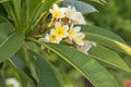 Blooming plumeria branch. White and yellow plumeria flowers. Floral garden background Royalty Free Stock Photo