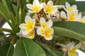 Blooming plumeria branch. White and yellow plumeria flowers. Floral garden summer background Royalty Free Stock Photo