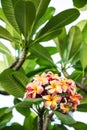 Blooming plumeria flowers