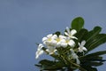 Blooming plumeria frangipani branch with white blossoms -  blue sky in the background - copy space Royalty Free Stock Photo