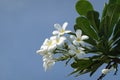 Blooming plumeria frangipani branch with white blossoms -  blue sky in the background - copy space Royalty Free Stock Photo