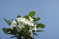 Blooming plumeria frangipani branch with white blossoms -  blue sky in the background - copy space Royalty Free Stock Photo