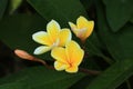 Blooming Plumeria (Frangipani)