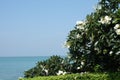 Blooming plumeria frangipani tree with white blossoms - sea and blue sky in the background - copy space Royalty Free Stock Photo