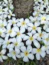 Blooming Plumeria on green grass lawn Royalty Free Stock Photo